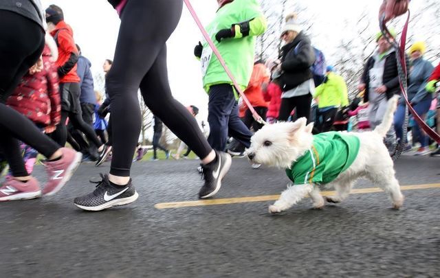 The Ireland Pub Crawl Virtual Challenge will benefit the Indiana Canine Assistant Network.