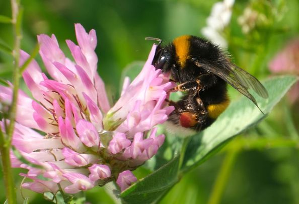 Bumblebees are finding food in increasingly short supply 