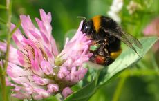 Irish bumblebee population approaching extinction levels