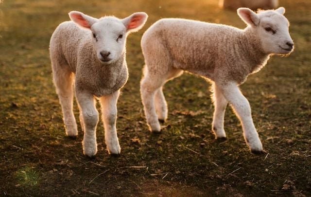 A spring miracle happened in cork with three sheep sisters giving birth to 11 lambs.