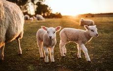 Irish sheep sisters give birth to 11 lambs in farming miracle 