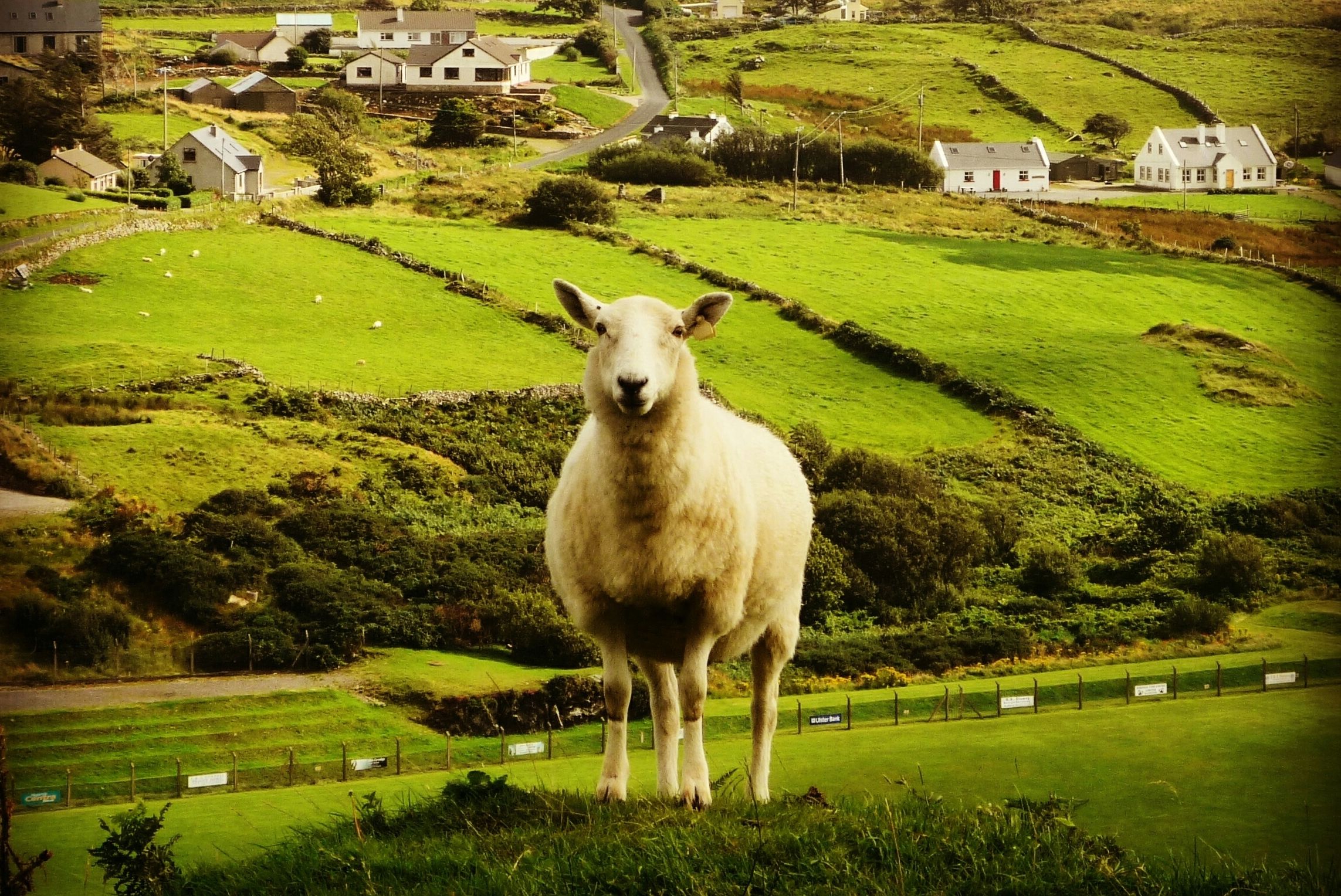 Cork scientists find antibiotic alternatives in sheep feces and human skin