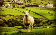 Cork scientists find antibiotic alternatives in sheep feces and human skin