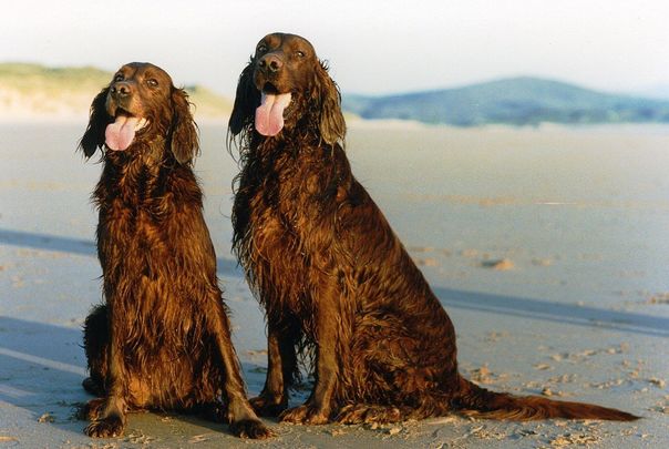 Two Irish Setters.