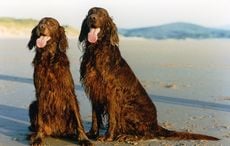 Irish dog breeds you’ll want to take home