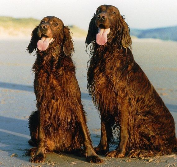 Irish dog breeds you’ll want to take home