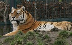 Tiger at Bronx zoo tests positive for COVID-19