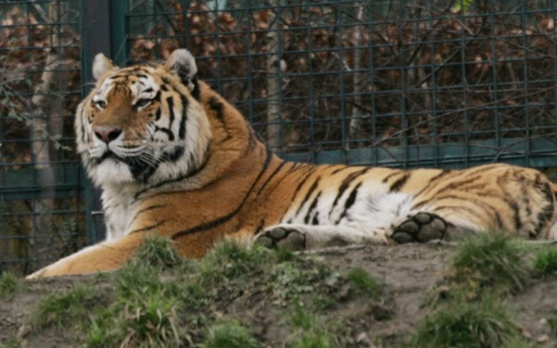 Tiger at Bronx zoo tests positive for COVID-19