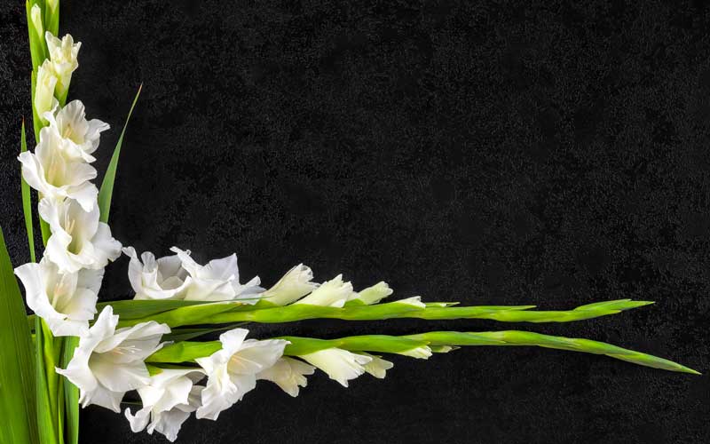 Passing of Mary Connolly, mother of Irish Arts Center CEO Aidan Connolly