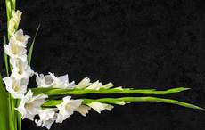 Passing of Mary Connolly, mother of Irish Arts Center CEO Aidan Connolly