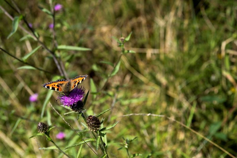 Ancient Ireland's understanding and reverence for the environment