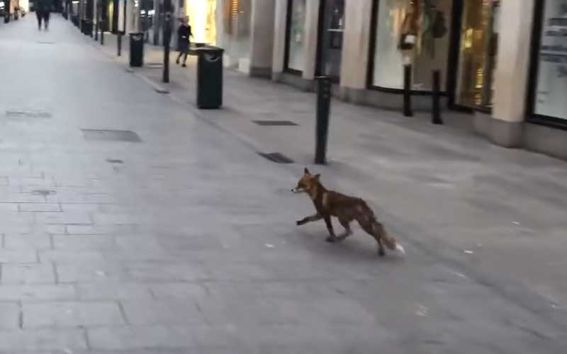 Fox roams Dublin’s Grafton Street during COVID19 lockdown