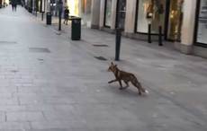 Fox caught roaming Dublin’s Grafton Street during COVID-19 lockdown