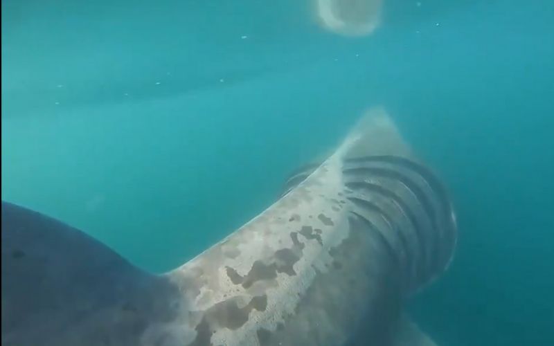 WATCH: Surfers in Co Clare come face to face with 20 sharks