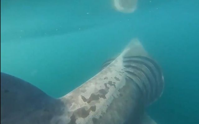 The surfers encountered at least 20 sharks off the coast of Ireland.