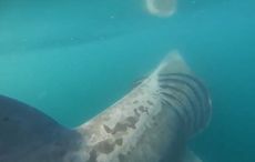 WATCH: Surfers in Co Clare come face to face with 20 sharks