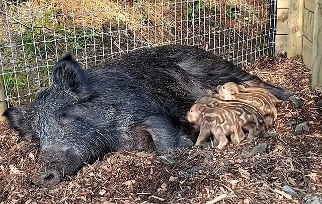 Wild Boar born at sanctuary, first in Ireland for 800 years