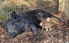 Donegal sanctuary welcomes first wild boarlets born in Ireland in centuries