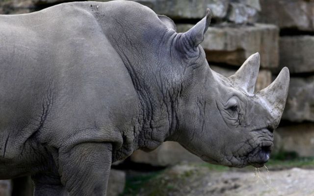 A white rhino at Dublin zoo. 