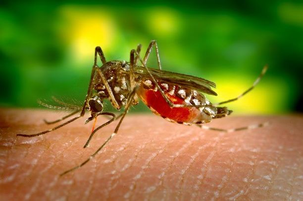 Aedes mosquito: The Zika virus was diagnosed in Ireland four years after the WHO declared a public health emergency. 