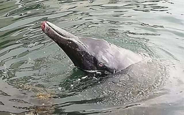 The male Sowerby\'s beaked whale was spotted in distress in Wicklow Harbor on Saturday.