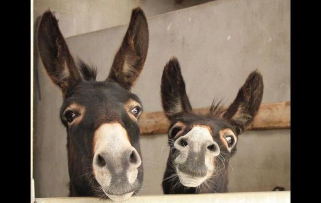 Bob and Bert, two of the donkeys being taken care of at the Donegal Donkey Sanctuary.