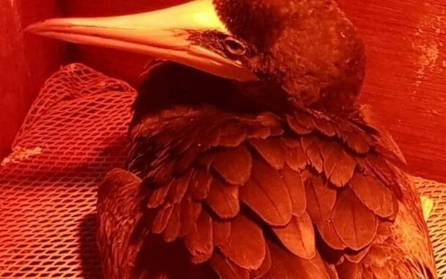 The Brown Booby is thought to be the first bird of its kind to ever land in Ireland. 