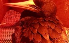 Rare tropical seabird dies four days after landing on Irish beach
