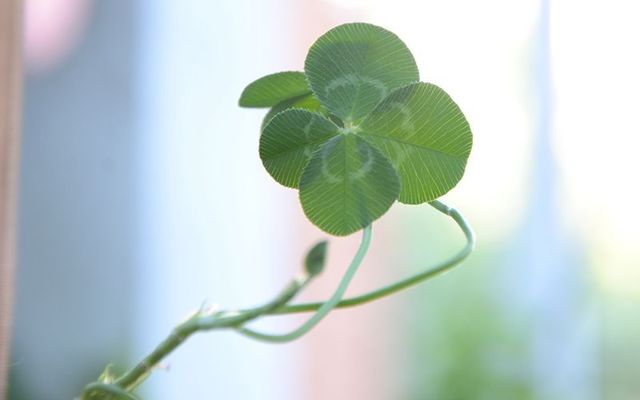 Four-leaf clover: The luck of the Irish! 