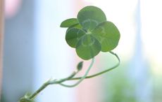 "The luck of the Irish" explained - How Ireland came to symbolize good fortune