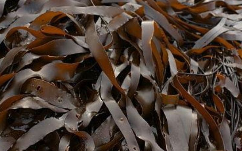 Could West of Ireland Ice Age kelp hold the answer to climate change?