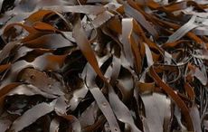 Could West of Ireland Ice Age kelp hold the answer to climate change?