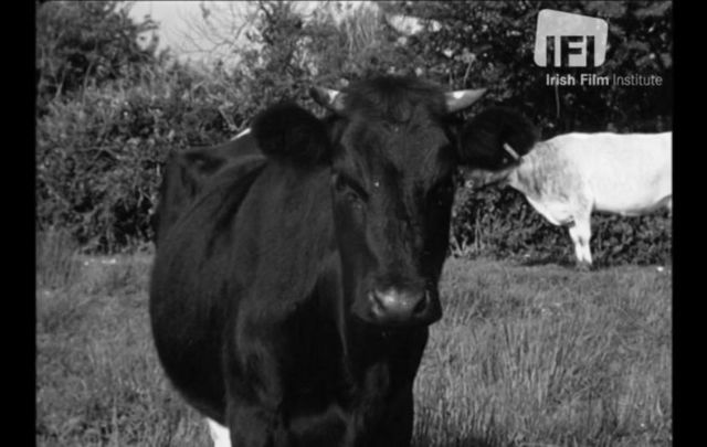 A Co Kerry parish introduced a tax on cows in 1962 to help finance the refurbishment of the local church.