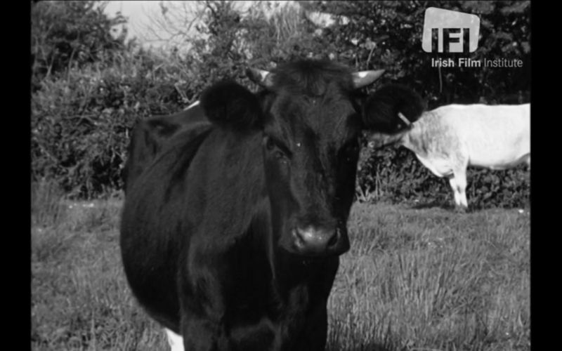 WATCH: When a Co Kerry parish introduced a tax on cows in 1962