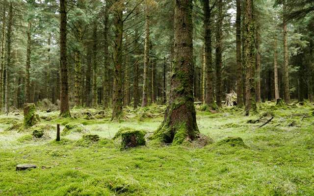 A forest in Ireland.