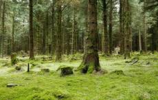 Millions of Irish trees destroyed because of mismanagement