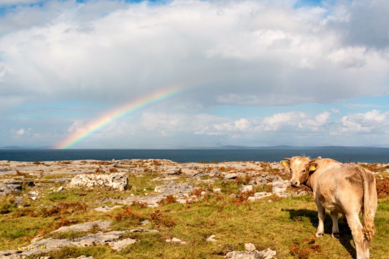 WATCH: Amazing footage of a cow swimming at a beach in Donegal