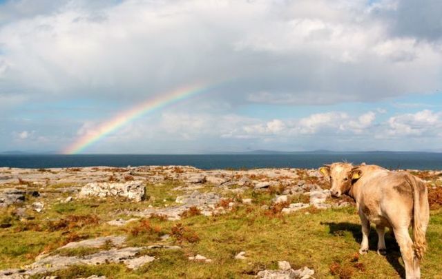 A cow in Co Donegal was in the \"moooood\" for a swim!