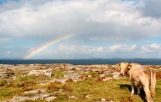 WATCH: Amazing footage of a cow swimming at a beach in Donegal
