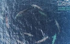 WATCH: Spectacular footage captures basking sharks off Clare