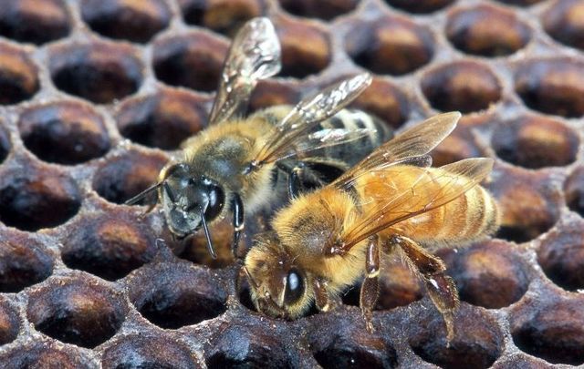 An Africanized honey bee (left) and a European honey bee on honeycomb.