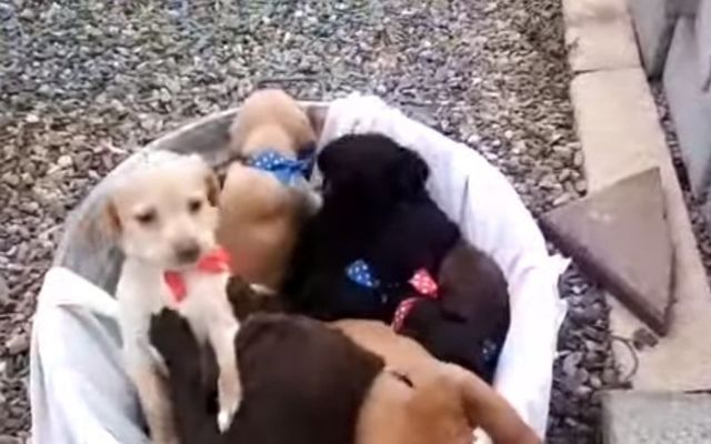 The Killing Family welcomed a record-equalling delivery of puppies during lockdown. 