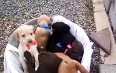 Co Limerick dog breaks Ireland's puppy record and it’s adorable