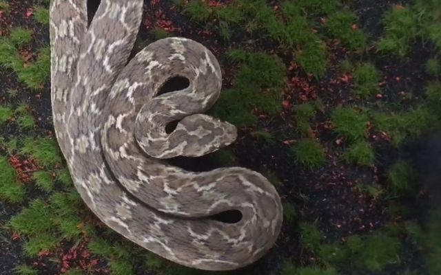 The saw-scaled viper at the National Reptile Zoo on Monday.
