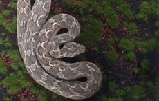 Nine-year-old boy finds one of the world's deadliest snakes in Offaly