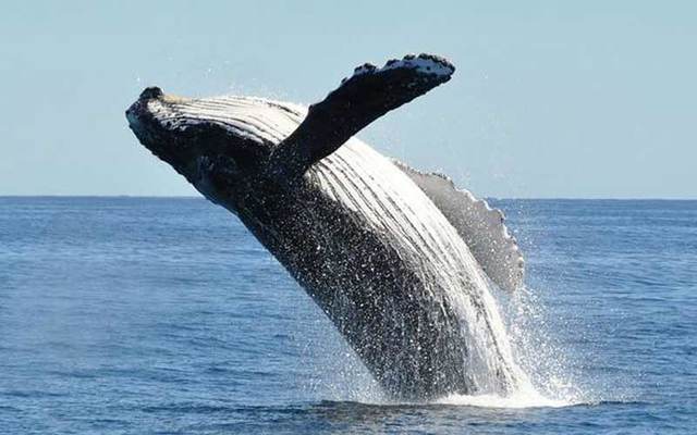 Humpback whale.