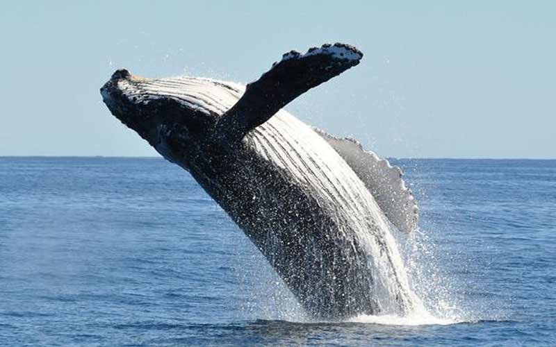 Study to reveal secret world of whales and dolphins off Ireland’s coast