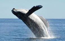 Study to reveal secret world of whales and dolphins off Ireland’s coast