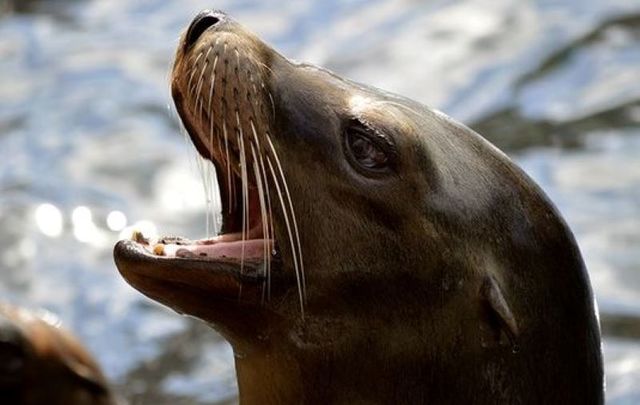 Irish seals have grown in population in recent years.
