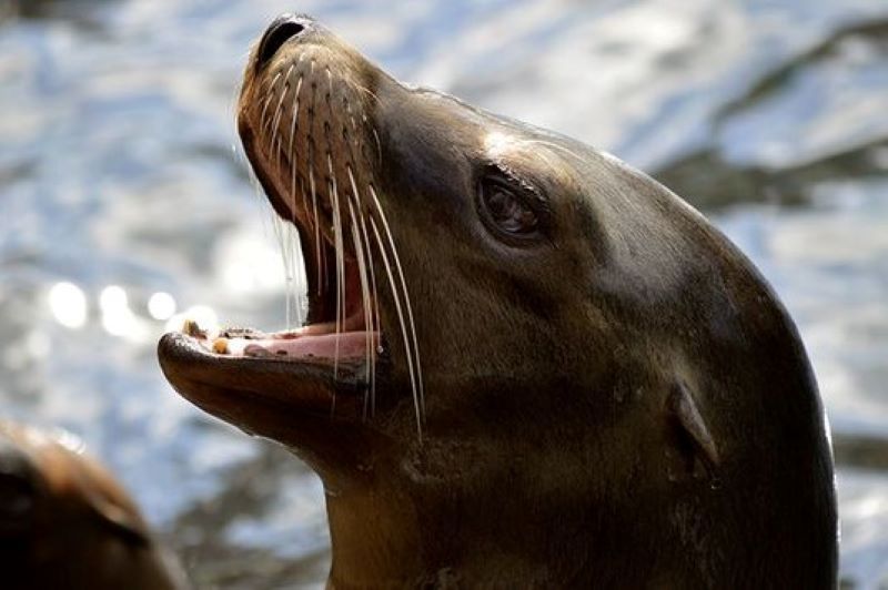 Irish Government considering allowing fishermen to shoot seals with high-powered rifles
